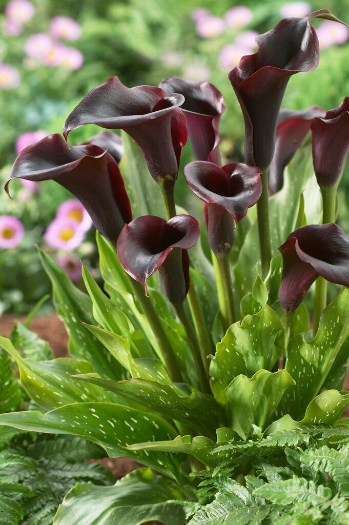 Zantedeschia Schwarzwald 1-pakning